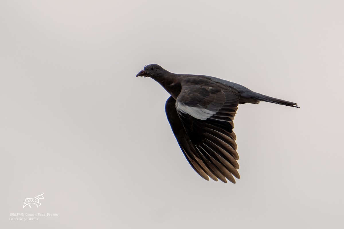 Common Wood-Pigeon - ML624386073
