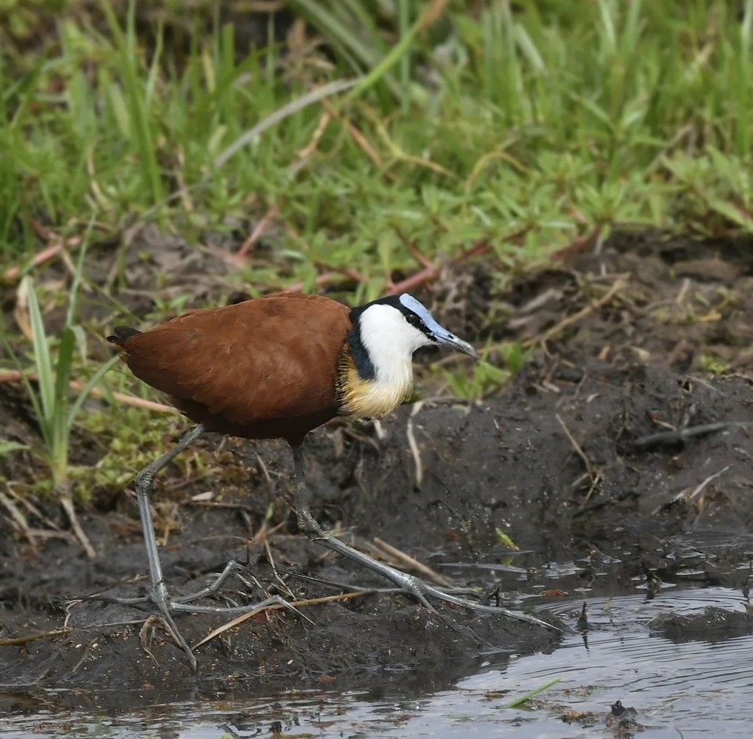 African Jacana - ML624386222