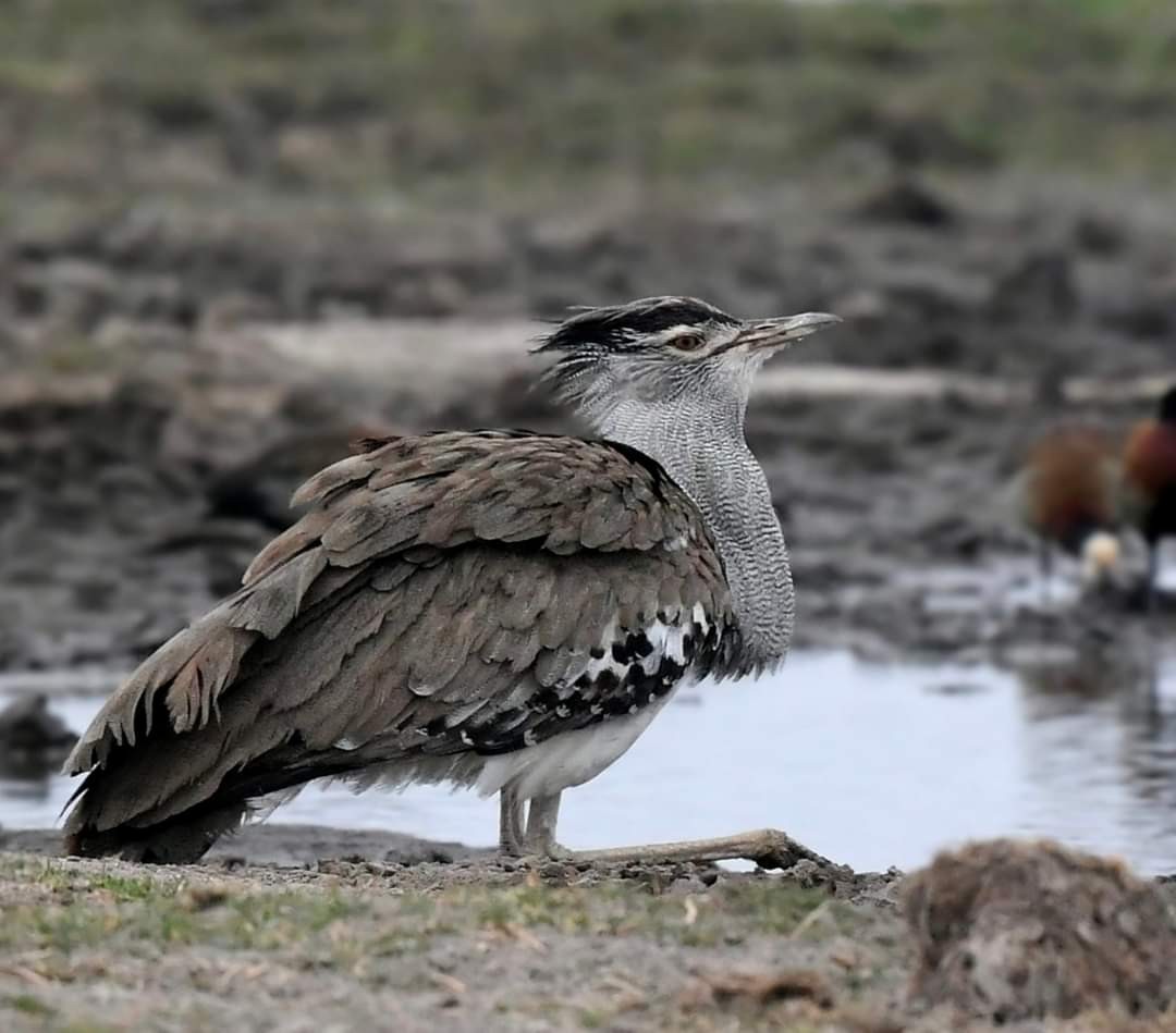 Kori Bustard - ML624386301