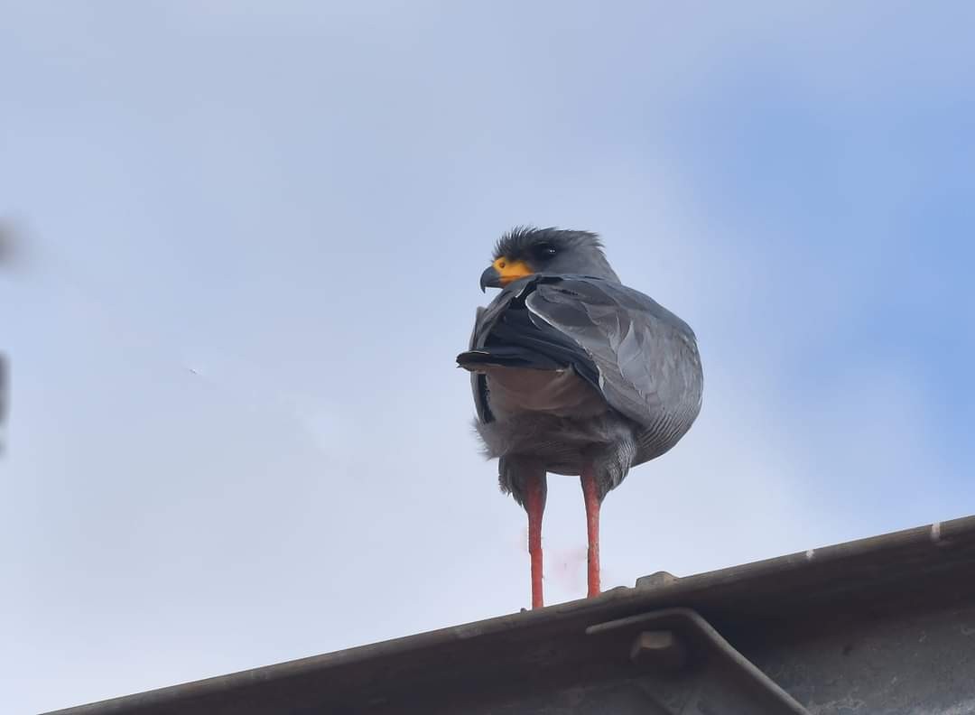 Eastern Chanting-Goshawk - ML624386370