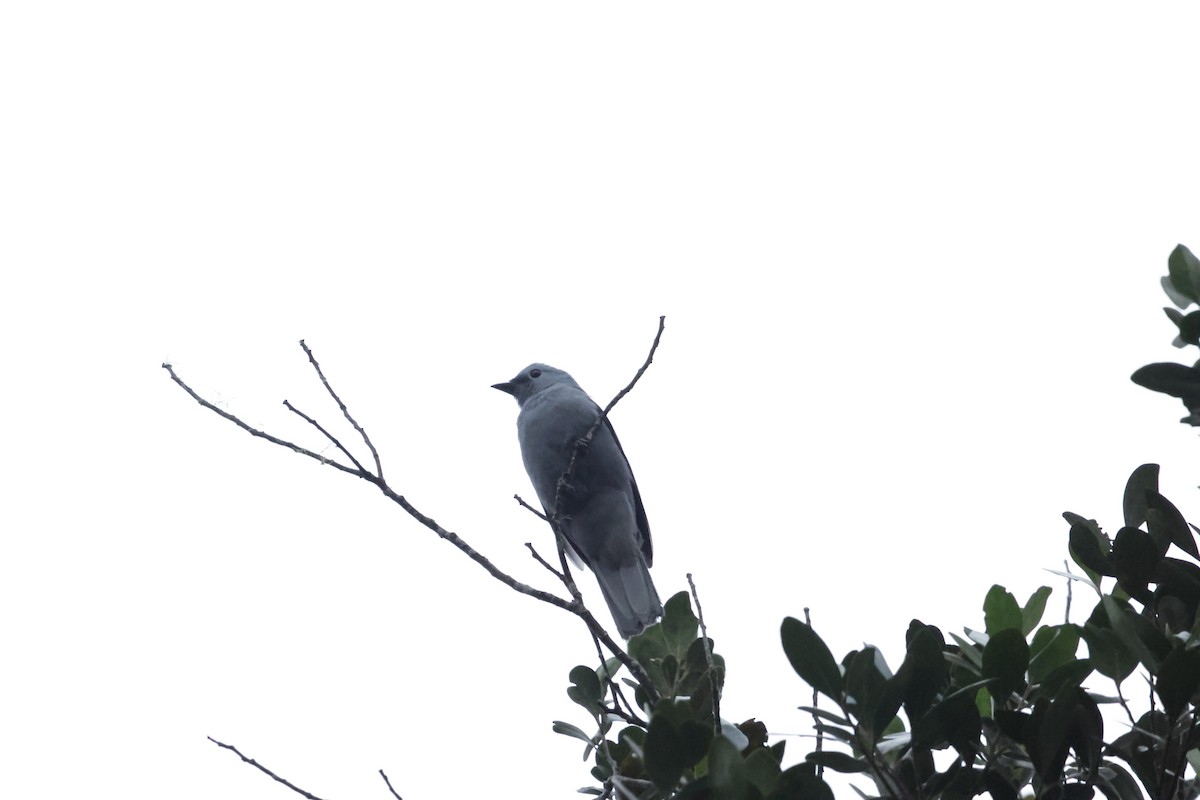 Gray Cuckooshrike - ML624386375