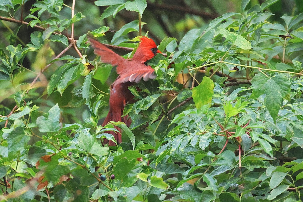 Northern Cardinal - ML624386429