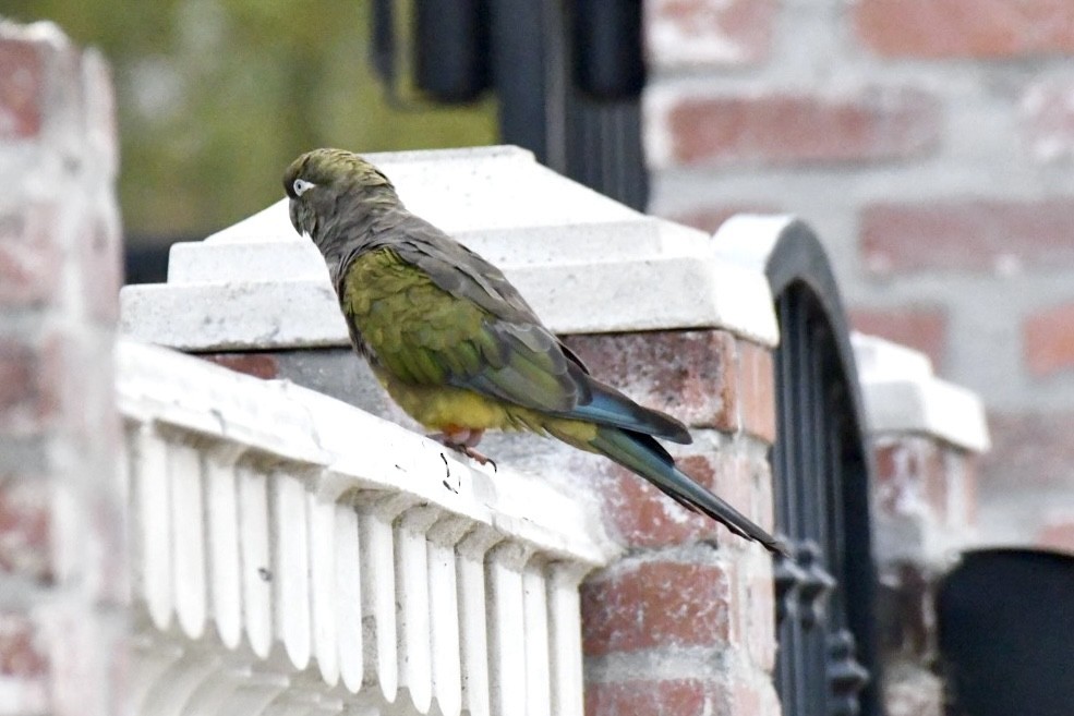 Conure de Patagonie - ML624386446