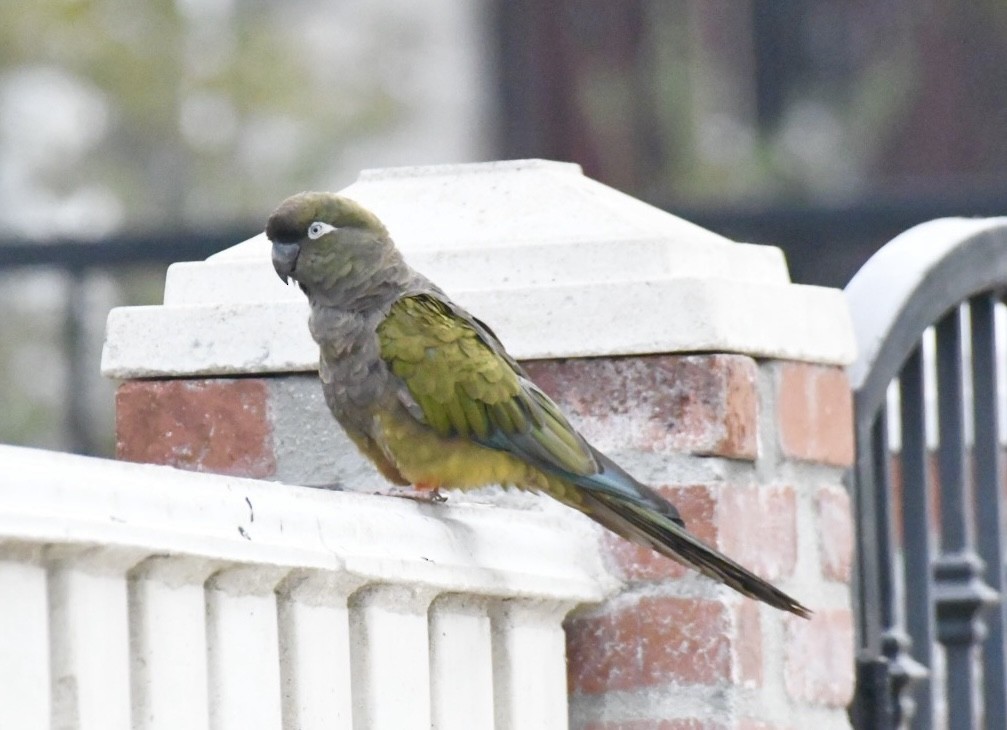 Burrowing Parakeet - Jim Collins