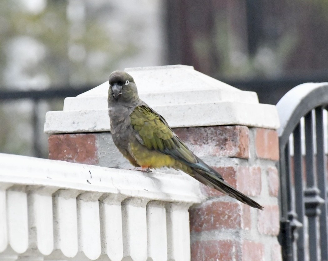 Conure de Patagonie - ML624386448