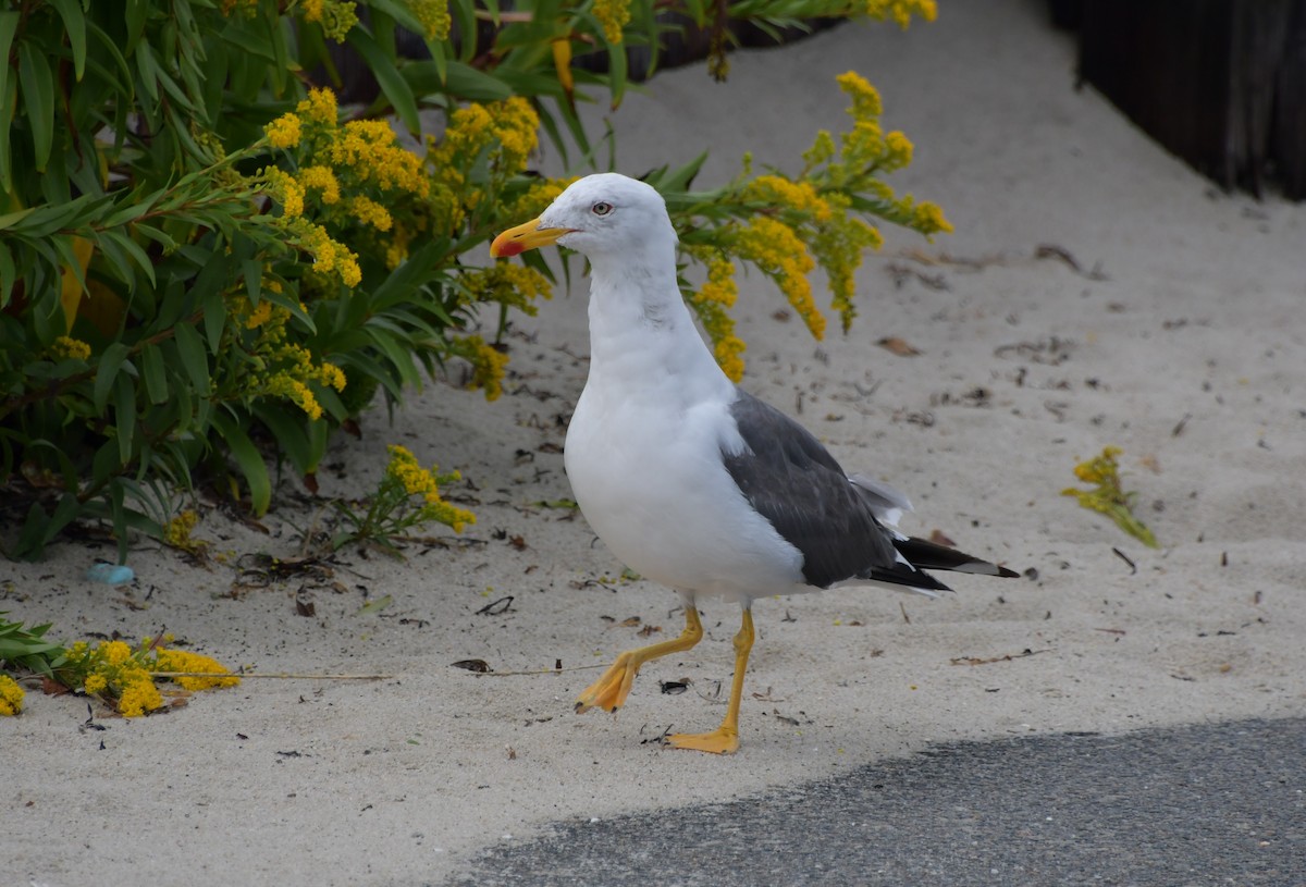 小黑背鷗 - ML624386585