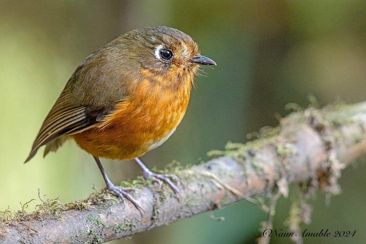 Leymebamba Antpitta - ML624386678