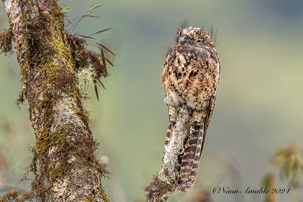 Andean Potoo - ML624386716