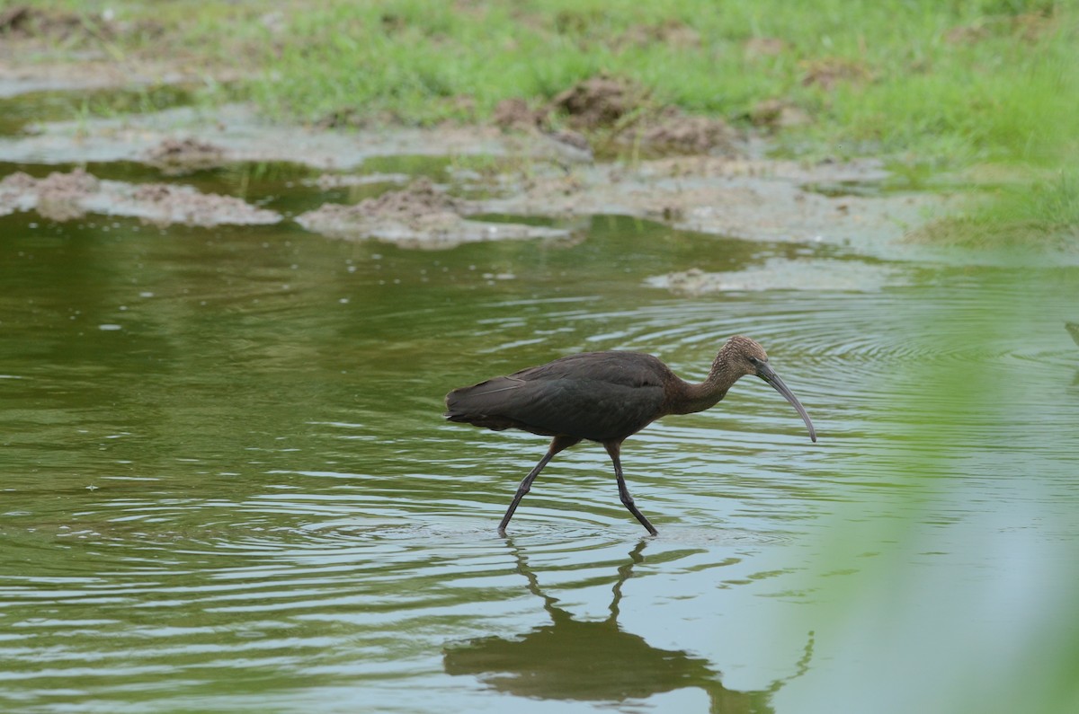 Glossy Ibis - ML624386735