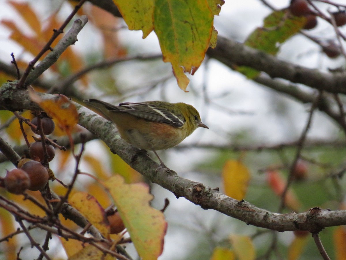 Bay-breasted Warbler - ML624386882