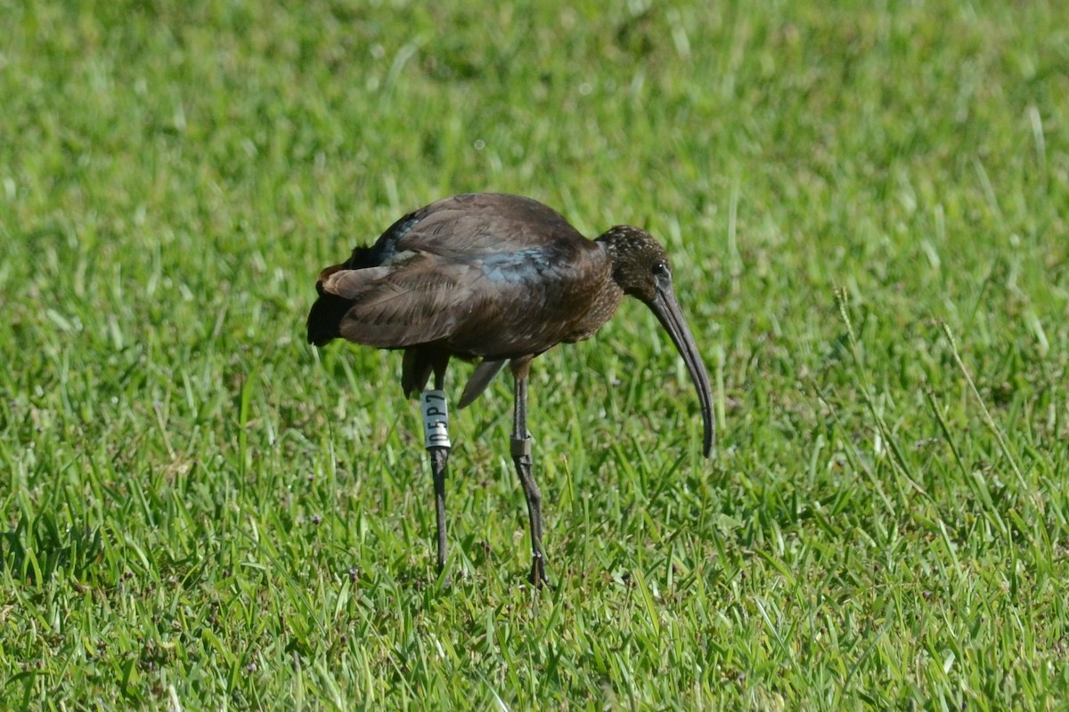 Glossy Ibis - ML624387074