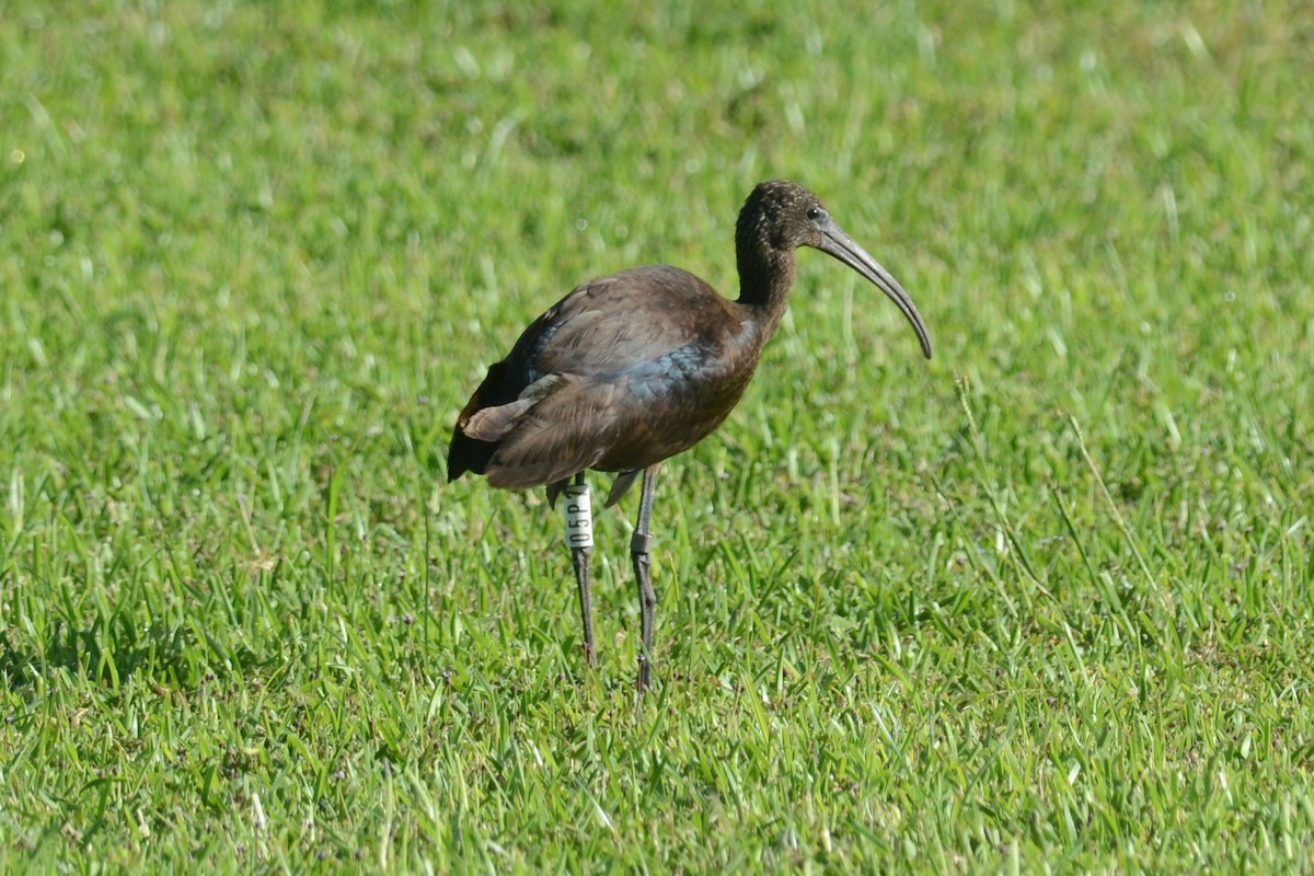 Glossy Ibis - ML624387075