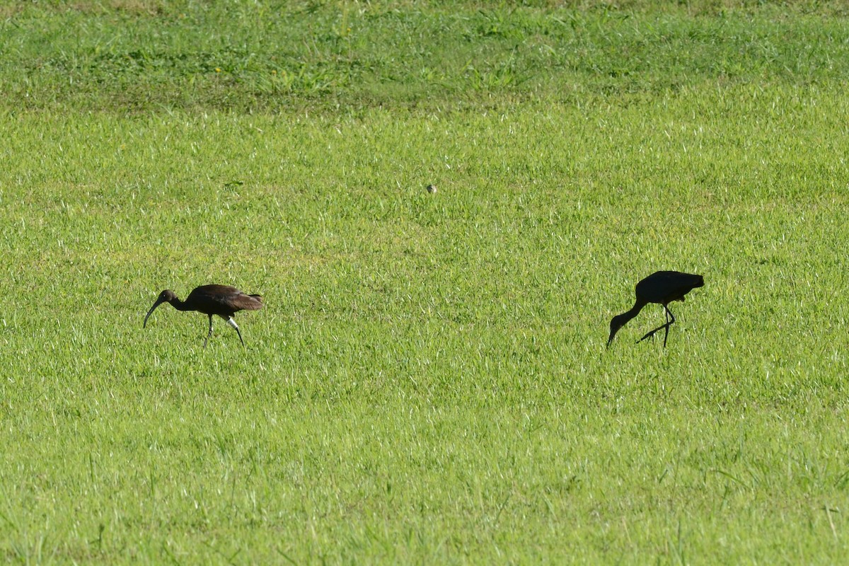 Glossy Ibis - ML624387076