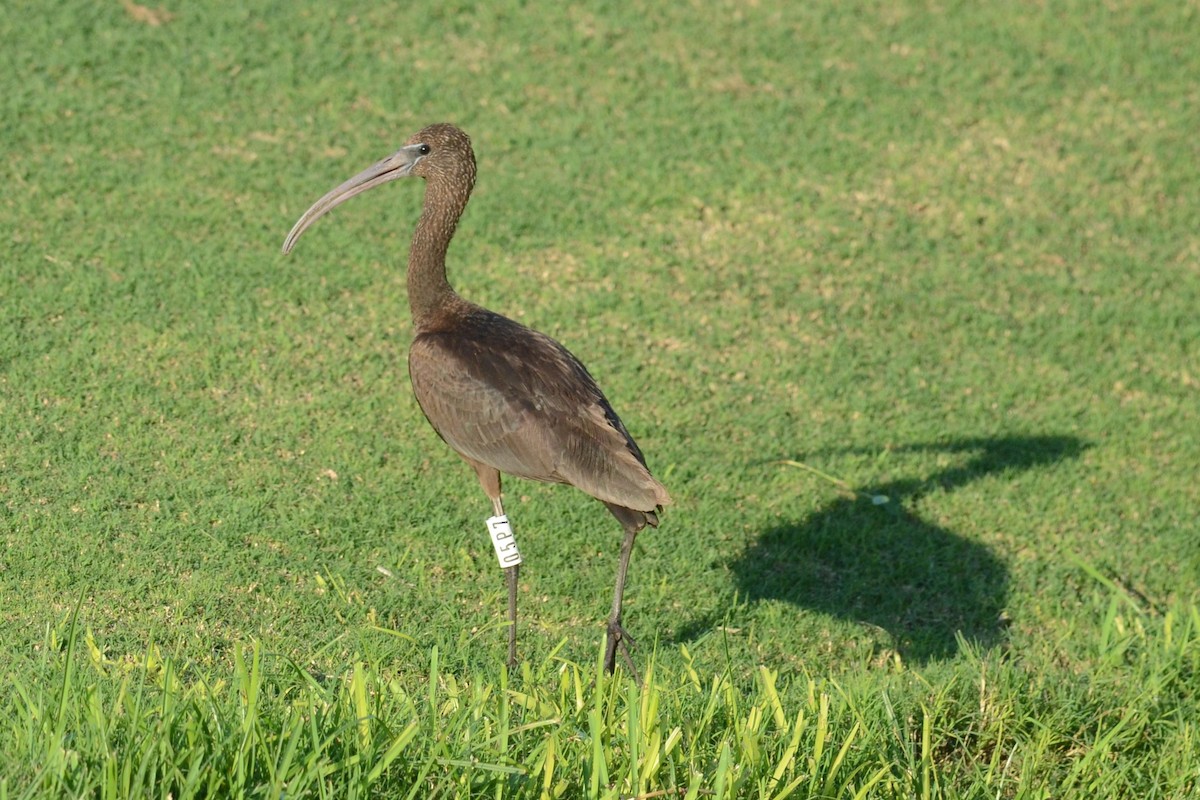 Glossy Ibis - ML624387139