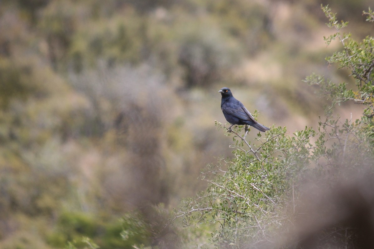 Pale-winged Starling - ML624387365