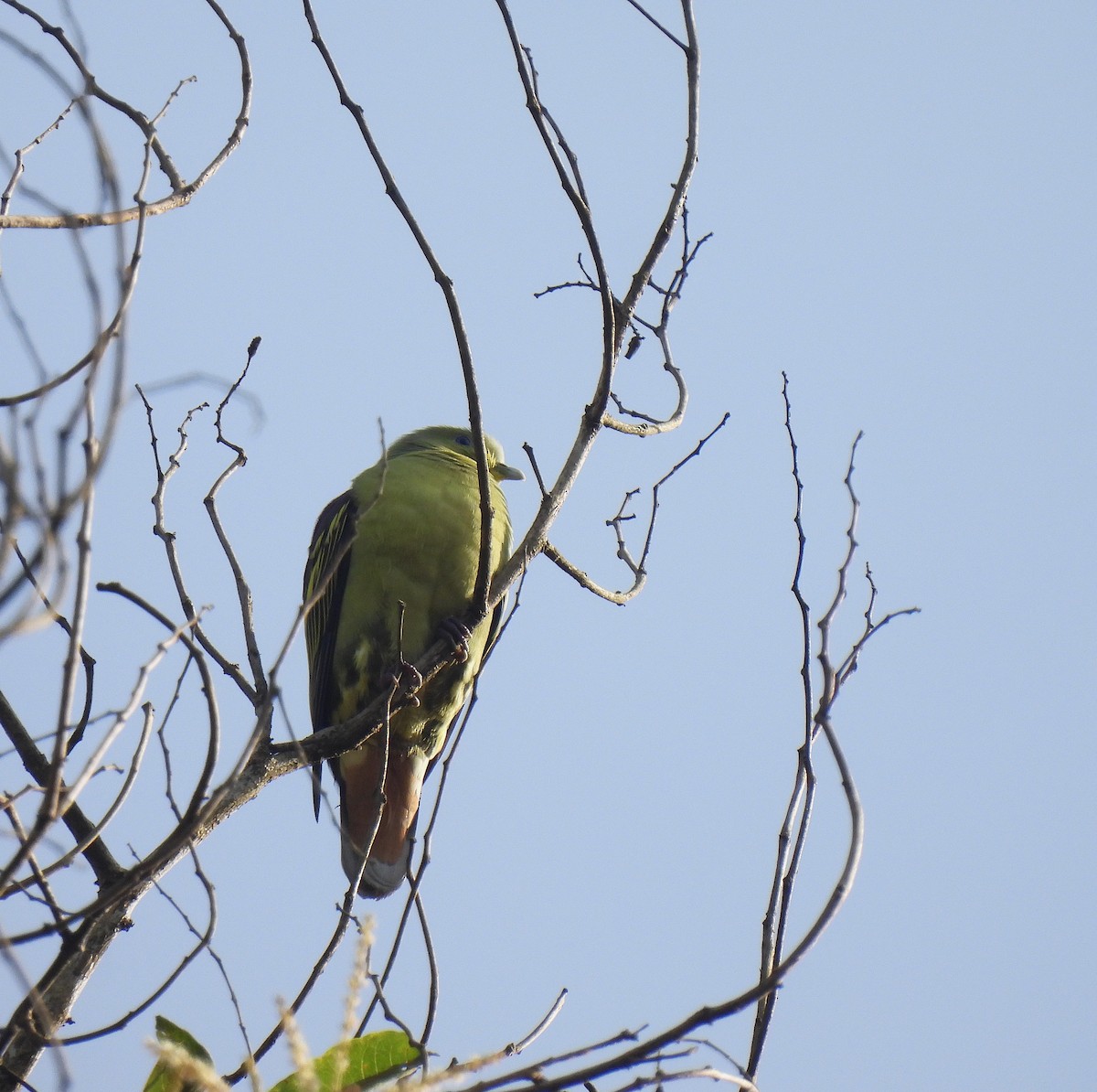 Gray-fronted Green-Pigeon - ML624387381