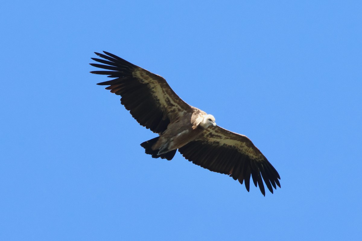 Eurasian Griffon - Christian Goenner