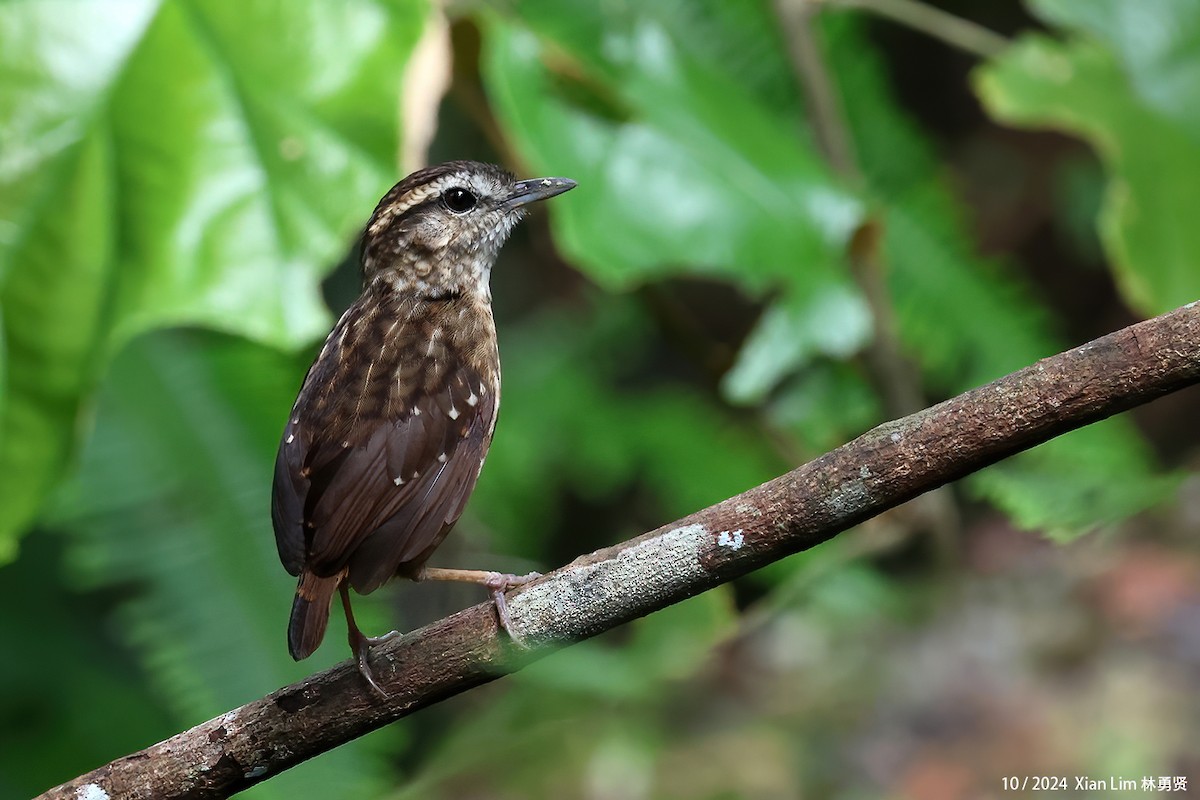 Eyebrowed Wren-Babbler - ML624387450