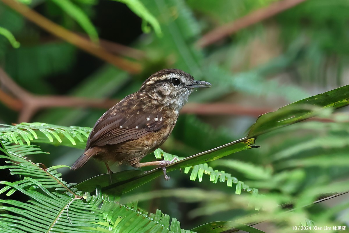 Eyebrowed Wren-Babbler - ML624387451