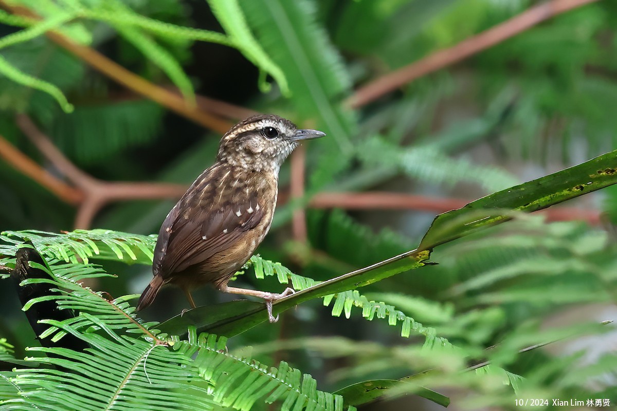 Eyebrowed Wren-Babbler - ML624387452