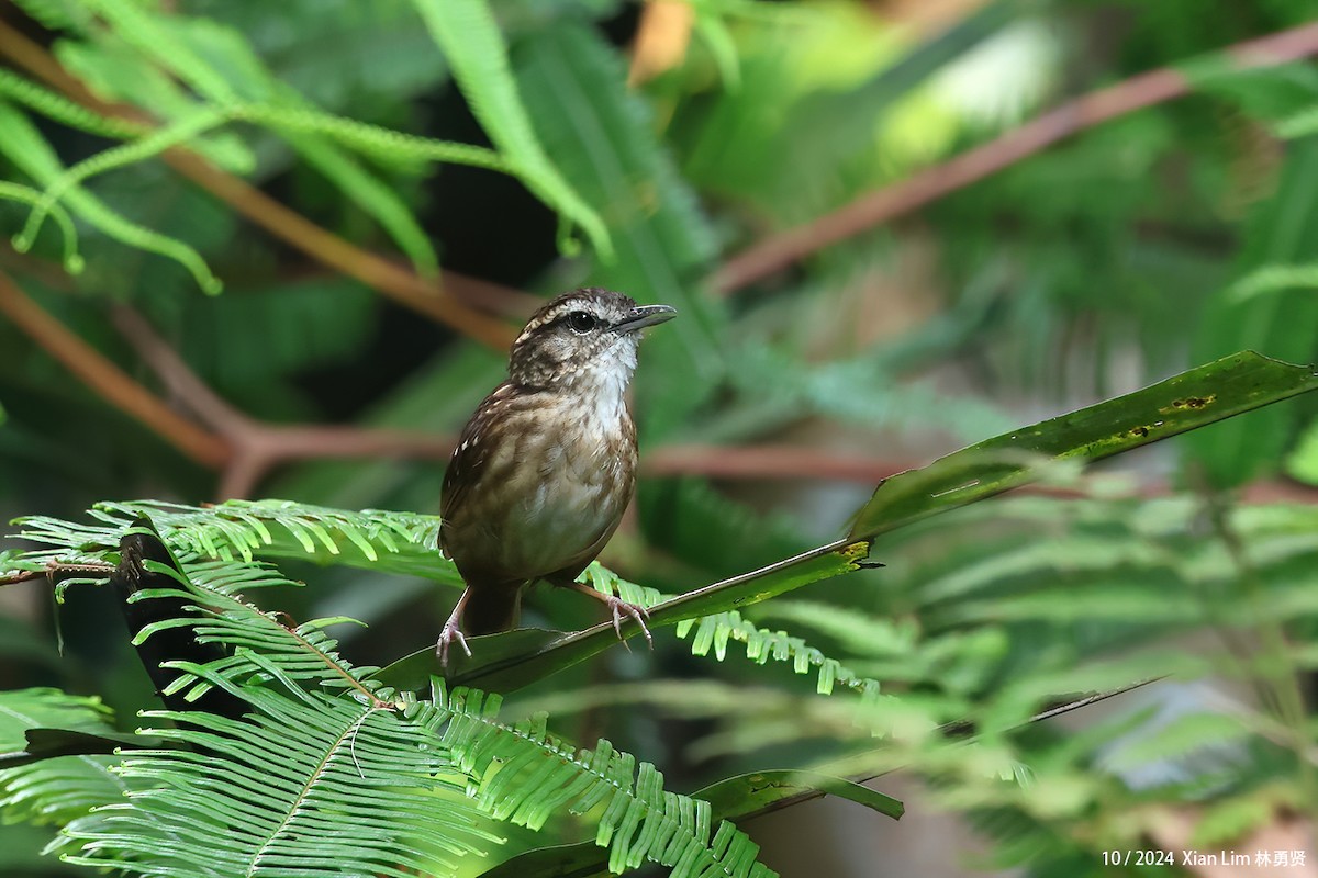 Eyebrowed Wren-Babbler - ML624387453