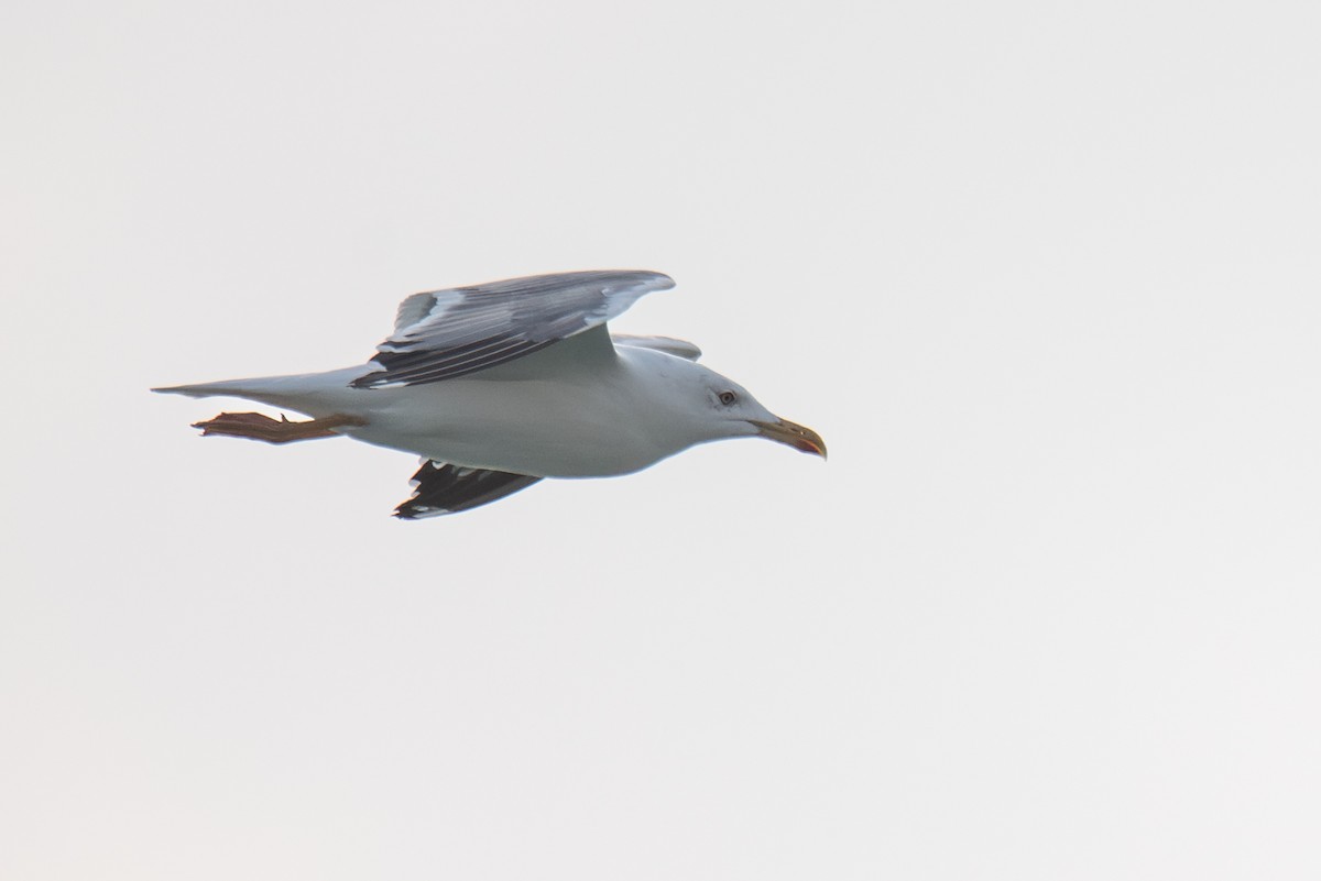 Lesser Black-backed Gull (Steppe) - ML624387499