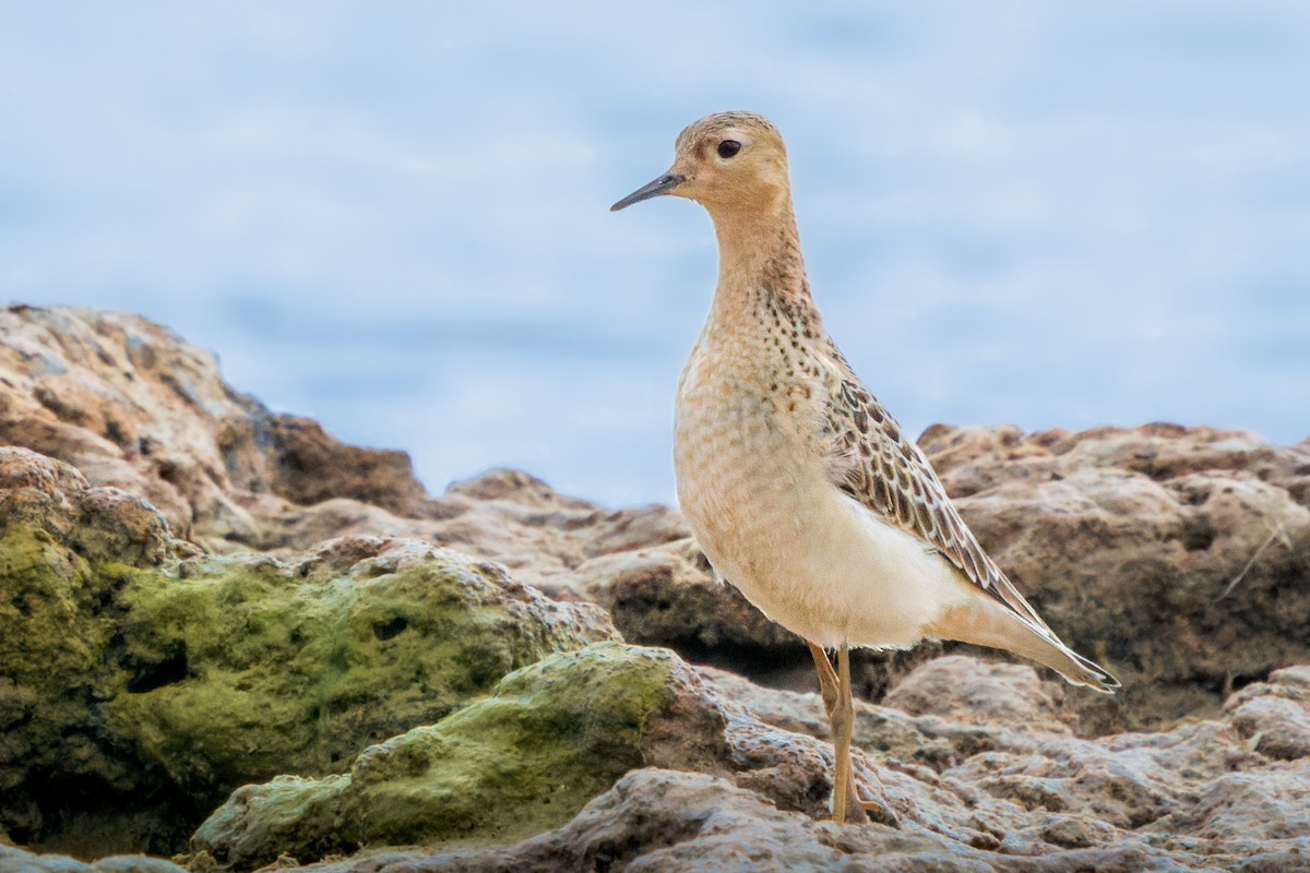Buff-breasted Sandpiper - Brad Reinhardt