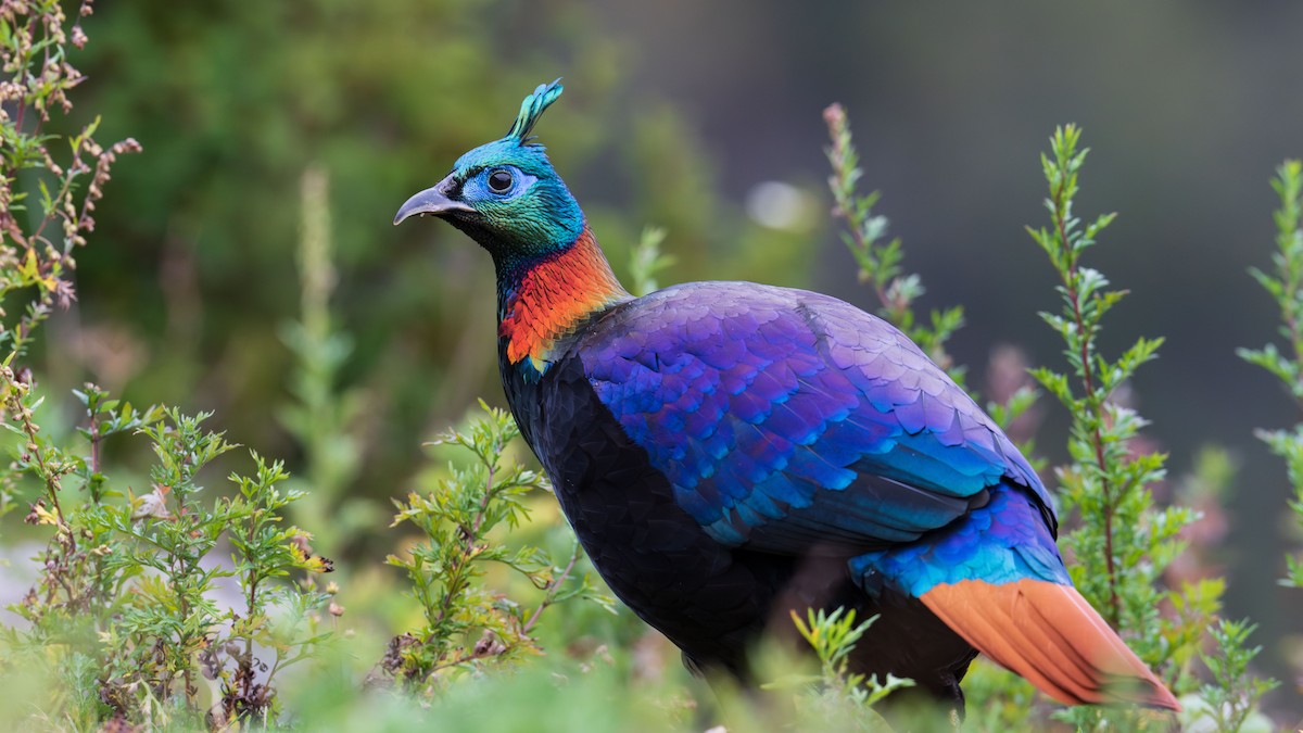 Himalayan Monal - ML624387639