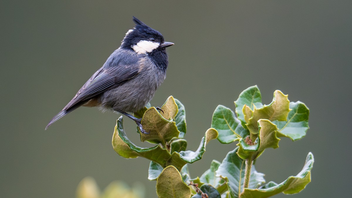 Rufous-vented Tit - ML624387651