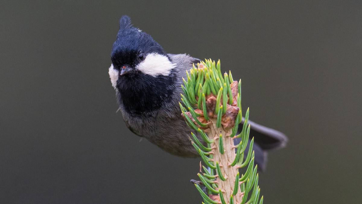 Rufous-vented Tit - ML624387652