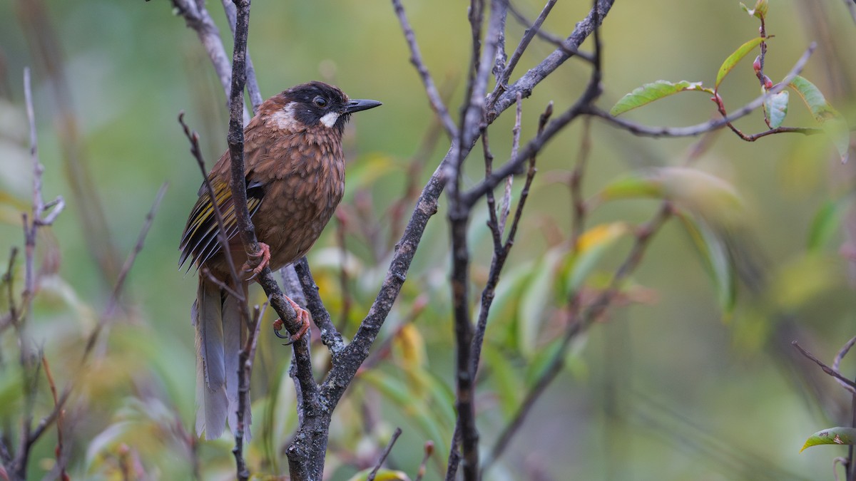 Black-faced Laughingthrush - ML624387657