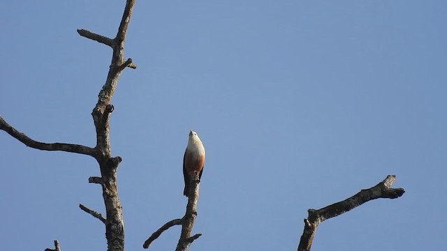 Malabar Starling - ML624387808