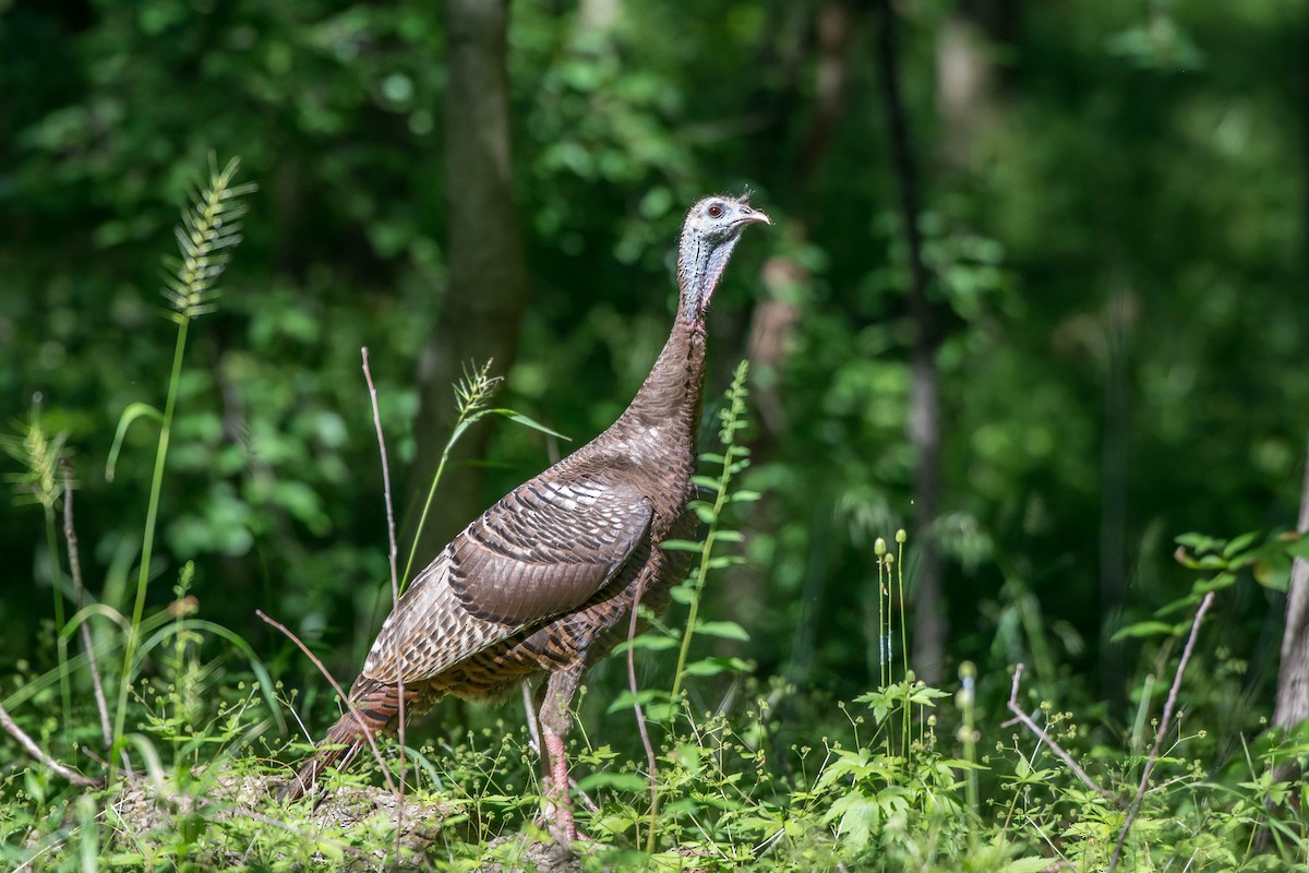 Wild Turkey - Jim Lukancic