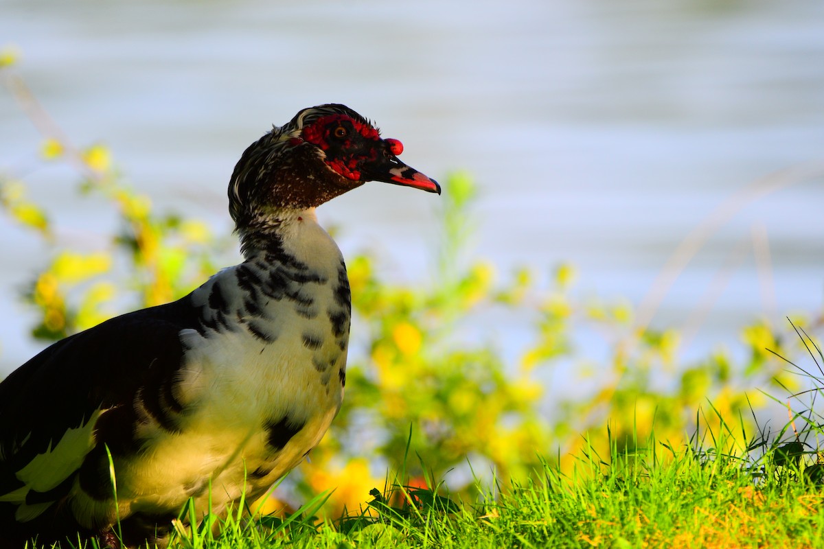 Muscovy Duck (Domestic type) - Josh Baysinger