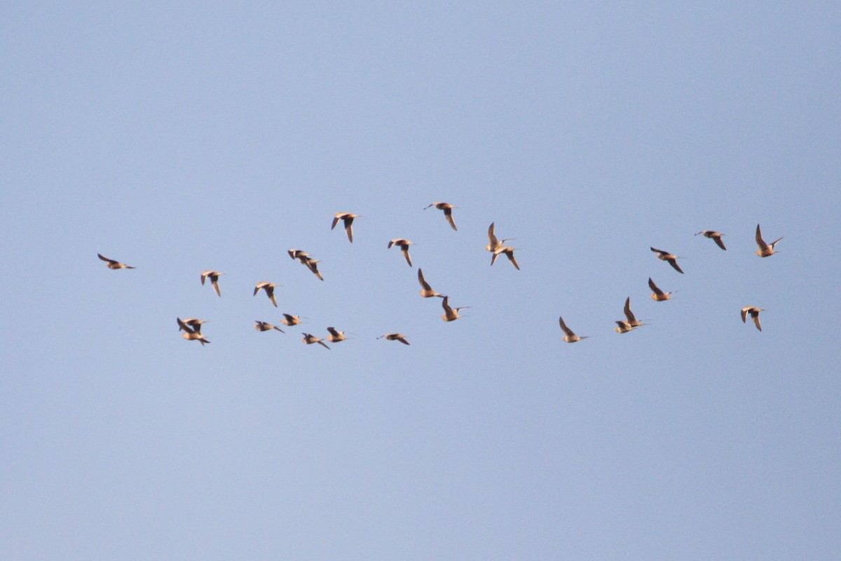 Chestnut-bellied Sandgrouse - ML624388053