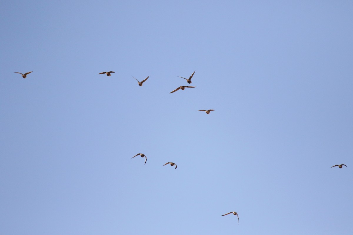 Chestnut-bellied Sandgrouse - ML624388054