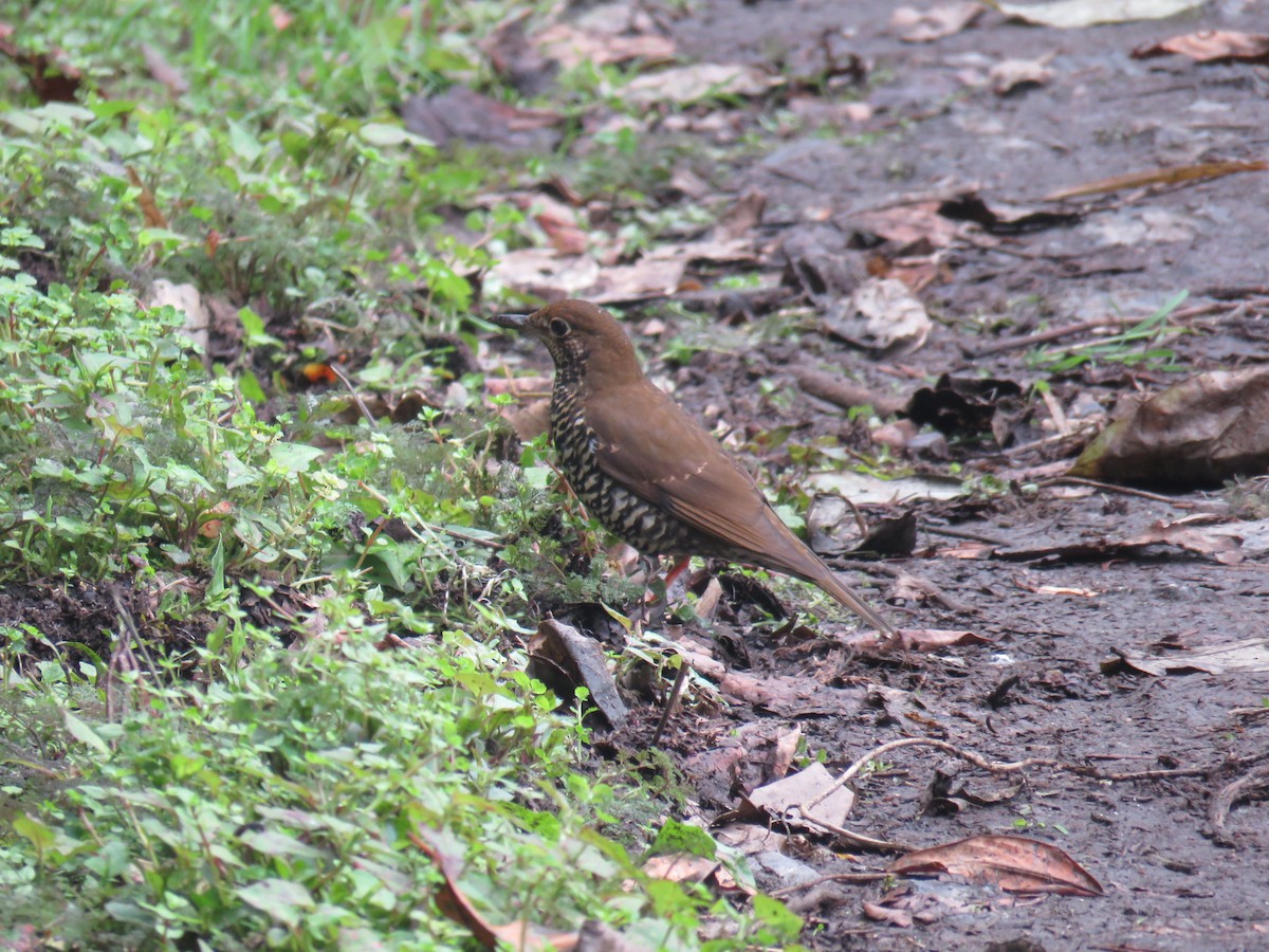 Himalayan Thrush - ML624388159