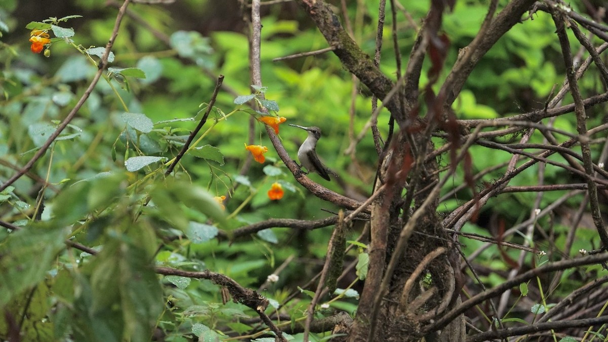 Ruby-throated Hummingbird - ML624388203
