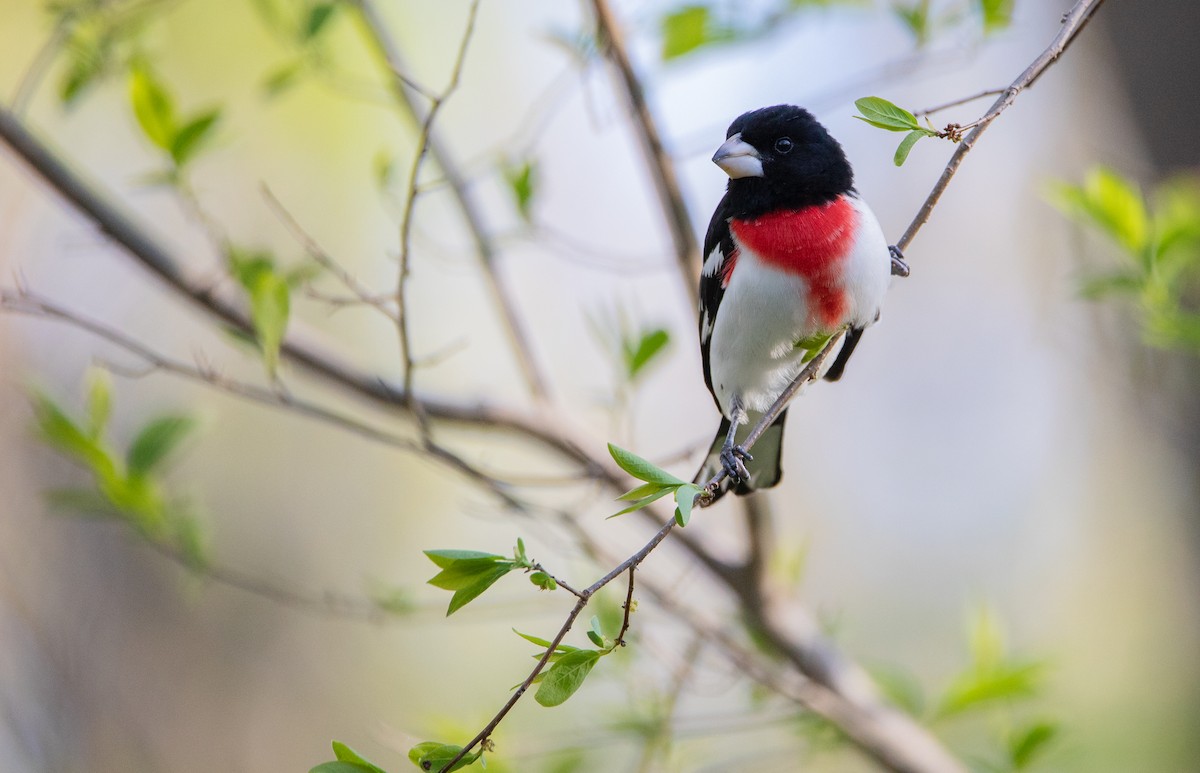 Rose-breasted Grosbeak - ML624388211