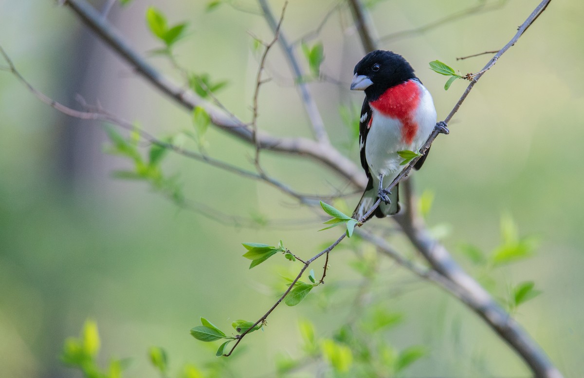 Rose-breasted Grosbeak - ML624388216