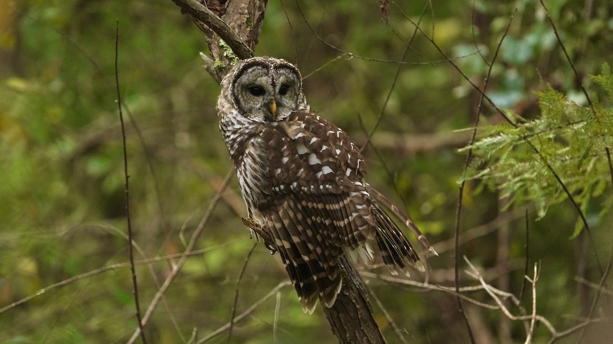 Barred Owl - ML624388220