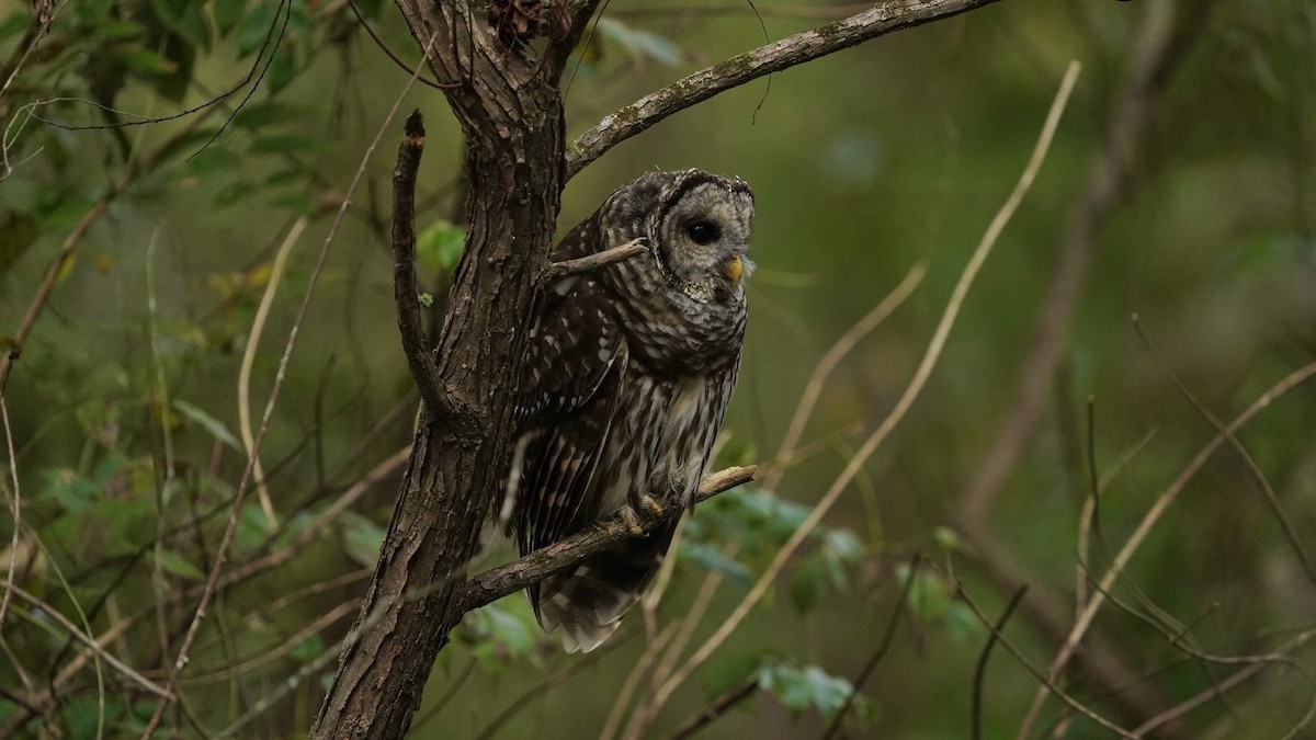 Barred Owl - ML624388221