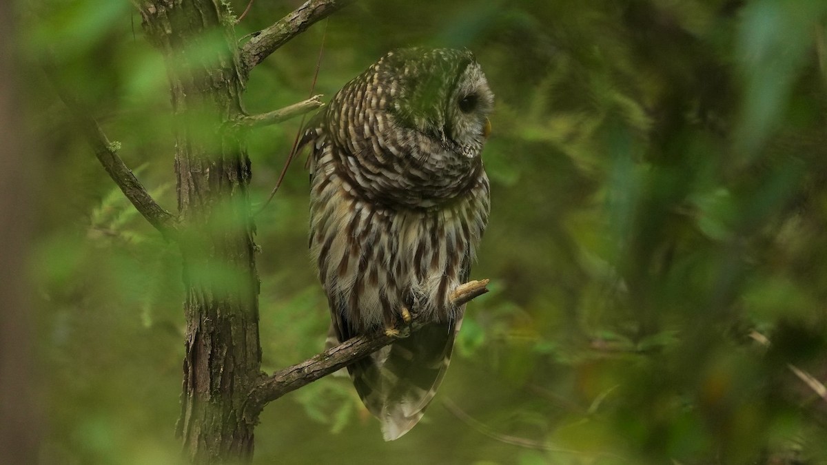 Barred Owl - ML624388223