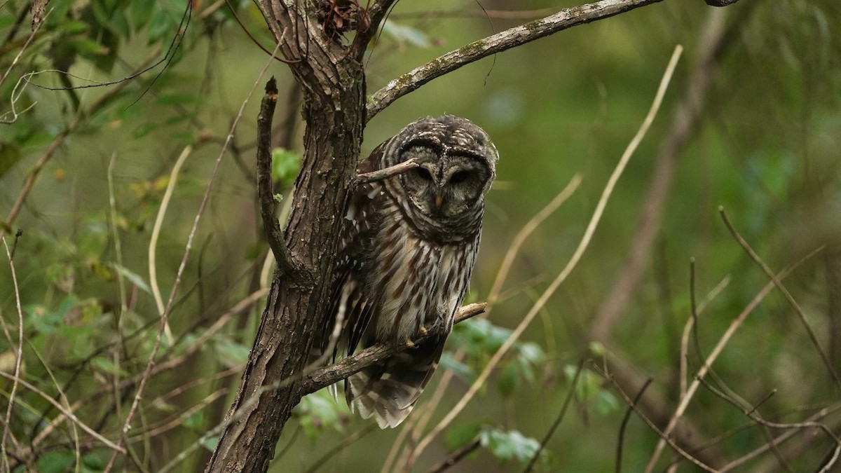 Barred Owl - ML624388224