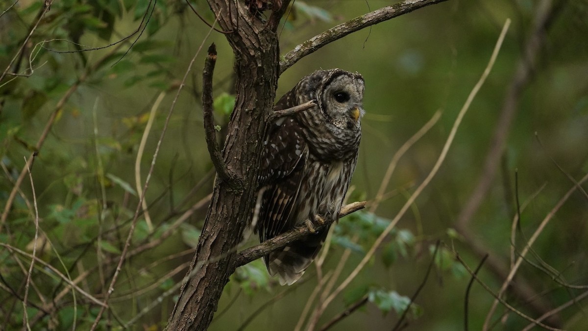 Barred Owl - ML624388225