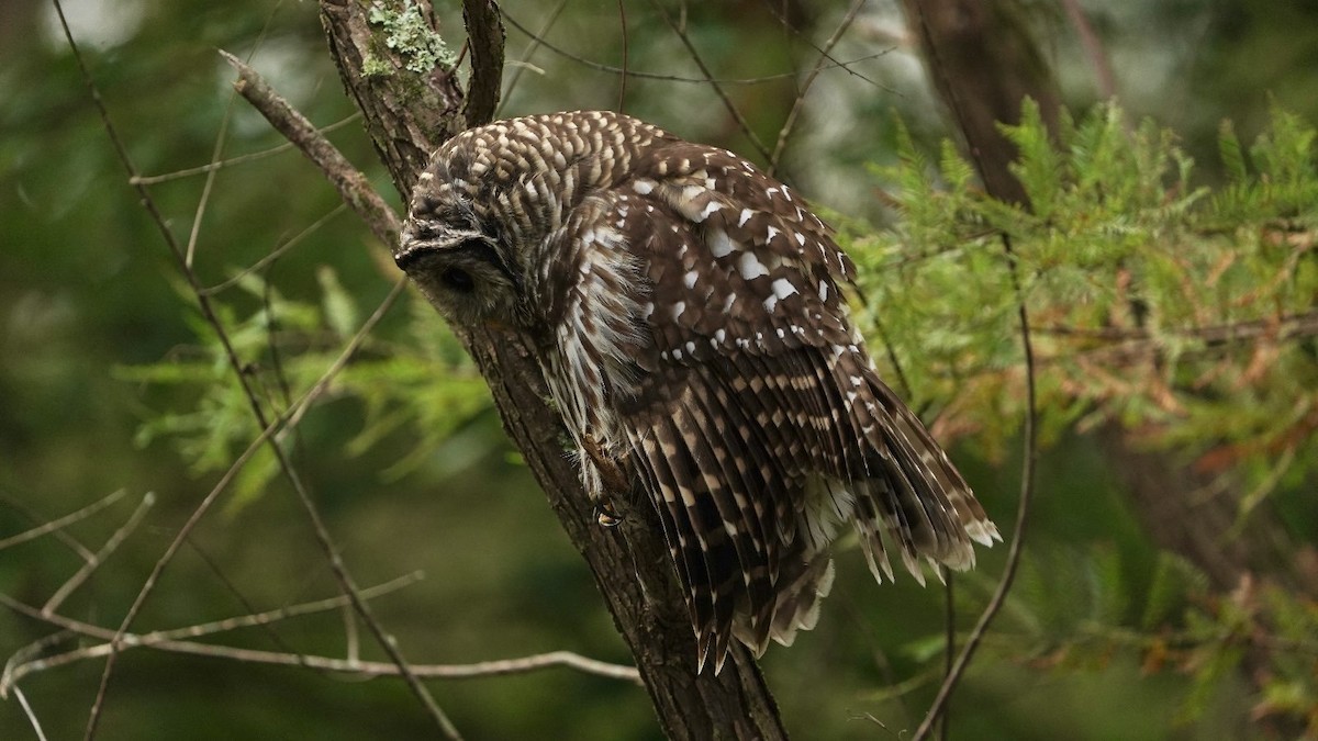 Barred Owl - ML624388226