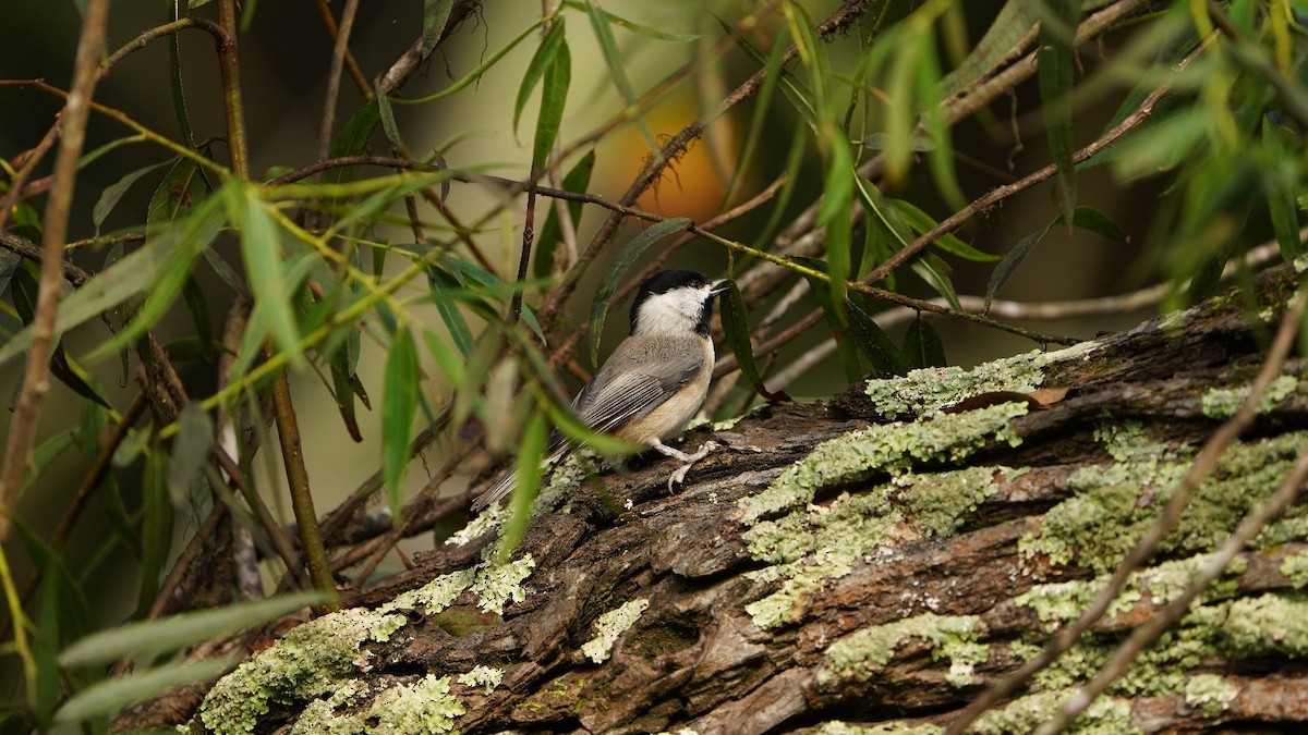 sýkora karolínská - ML624388286