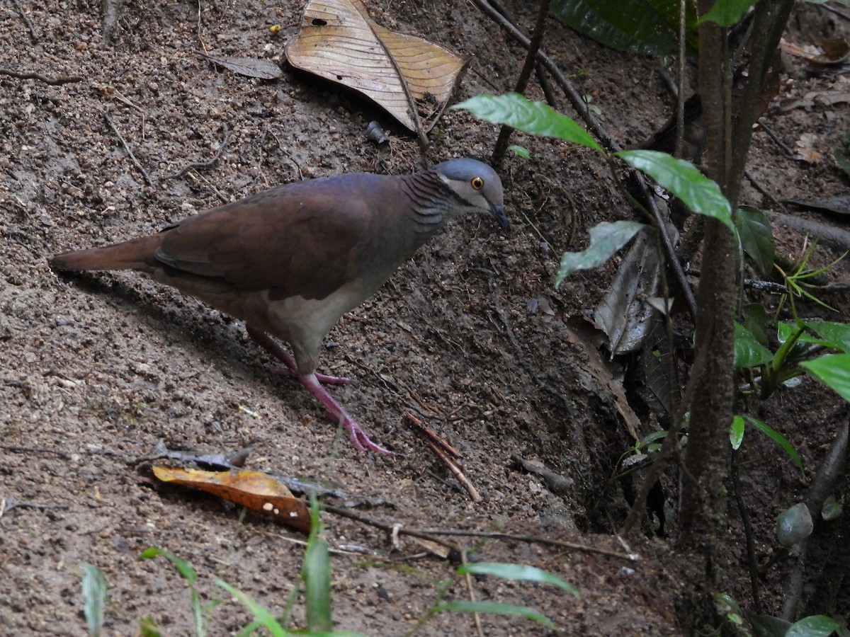 White-throated Quail-Dove - ML624388467