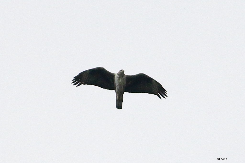 Bonelli's Eagle - ML624388527