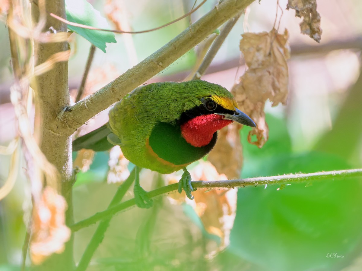 Four-colored Bushshrike (Gorgeous) - ML624388552